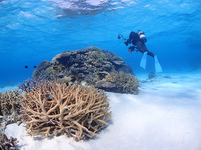 写真は八重干瀬の“砂地エリア”。水中は明るく天国のよう
