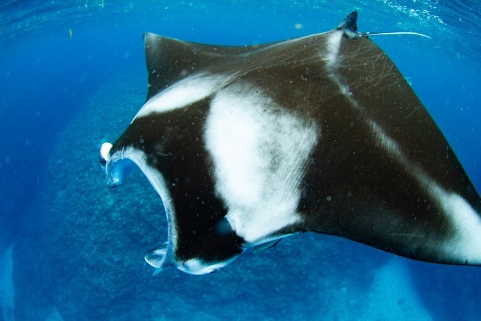 「マンタホスピタル」近くの表層で、捕食をしている様子のマンタ