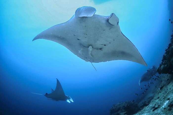 「マンタホスピタル」を美しく旋回する3尾のマンタ