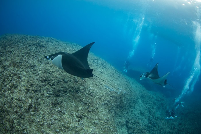 マンタにストレスを与えないよう、ガイドの指示に従い、ルールを守って楽しもう!