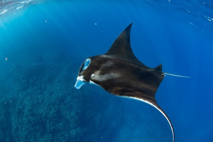 11月から春先まで表層付近で見られることが多い宮古島のマンタ