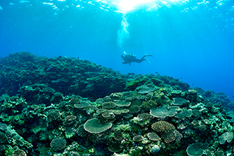 「サンゴビューティ」サンゴはどんどん大きくなりつつある