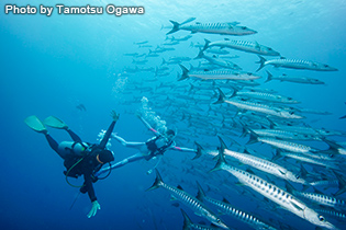 バラクーダの群れもタイミング良く、超ビッグ!「ブルーコーナー」