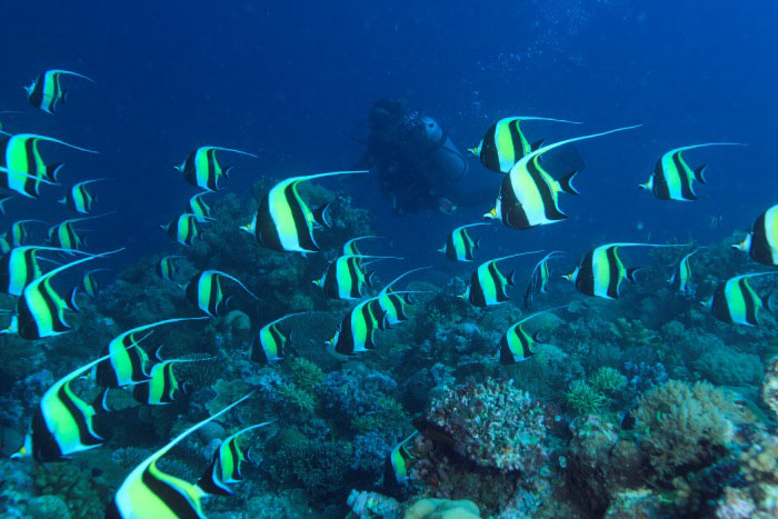 例年12月頃から新月の前後に外洋西側にあるリーフに群れ始めるツノダシ