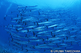 バラクーダの群れもバリカサグの海の見どころのひとつ。トルネード状になったり行列するように泳いだりと群れの形を変えながら泳ぐ様子は、見ていて飽きない