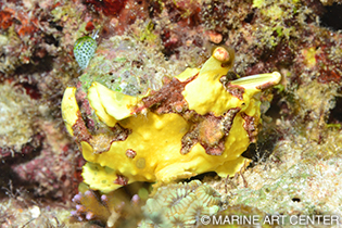 クマドリカエルアンコウなどのマクロ生物も見られる。フォト派ダイバーの被写体にいい魚も充実している