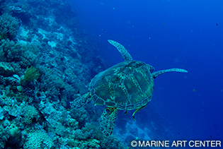 ウミガメは急に近づくと逃げてしまうので、少しずつ近づいていこう