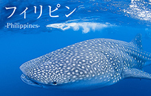 フィリピンのダイビング基本情報