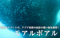 アジア屈指の魚影の濃い海を満喫!フィリピン・モアルボアル