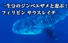 一生分のジンベエザメと遊ぶ!フィリピン・サウスレイテ