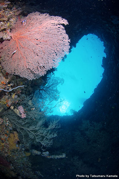 水底に2つの穴があいていることから「ツイントンネル」と呼ばれている。ここを入っていくと、水深17ｍの外洋側に抜けられる。暗闇に青い海が見える瞬間の、なんともいえない安心感に加え、赤いイソバナが脳裏に焼き付く