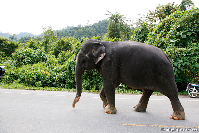 タイといえば「象」が代表的な動物。野生の象が町中をふらふら歩いていることはないけれど、遭遇のチャンスはある