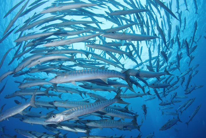 パラオといえば、この大型のブラックフィンバラクーダのトルネードが見もの!