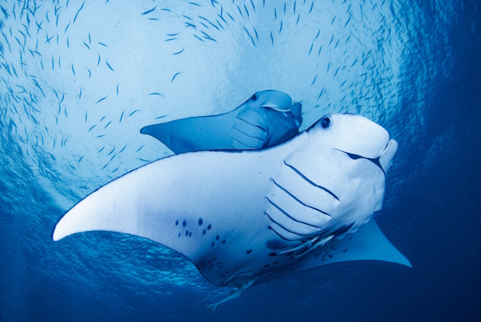 ゲメリスエリアの「ジャーマンチャネル」では捕食マンタ狙いも!