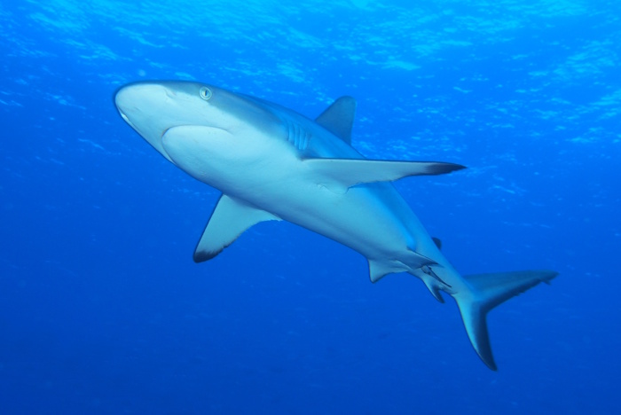 オグロメジロザメもすぐ目の前に登場!