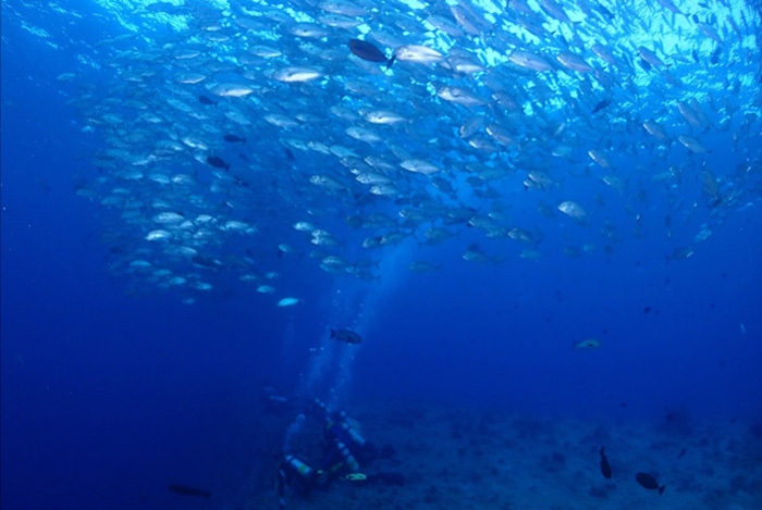 ギンガメアジの圧倒的な群れもパラオならでは