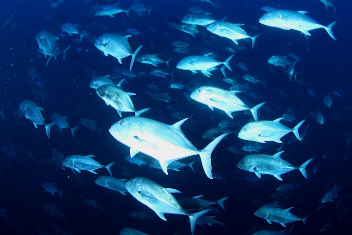 すさまじいばかりのロウニンアジの大群。群れるだけでも珍しいのに、その群れの数にびっくり!