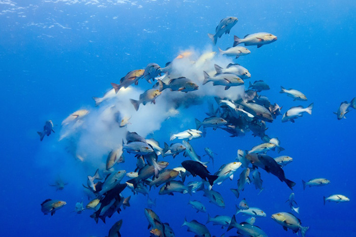 地味な魚とはいえ、バラフエダイの産卵シーンは迫力たっぷり!