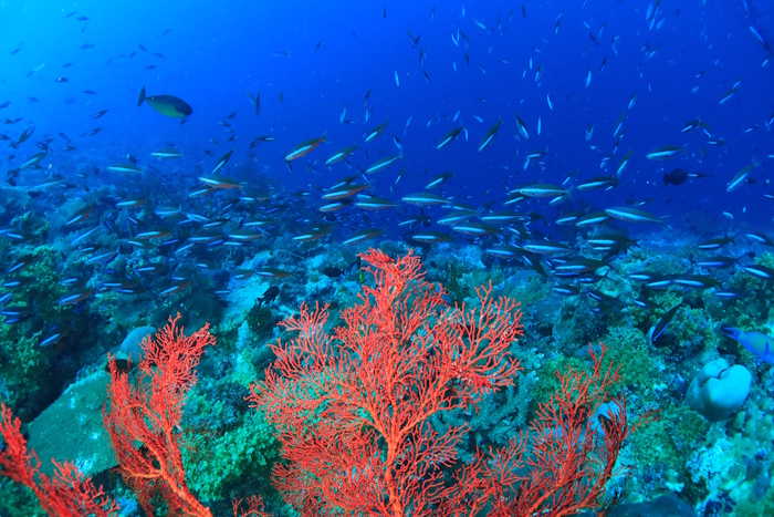 コロールから近いところでも約350km、最南端のヘレンリーフは約600kmととにかく広大なサウスウエストアイランズを巡ります。透明度も最高クラス!