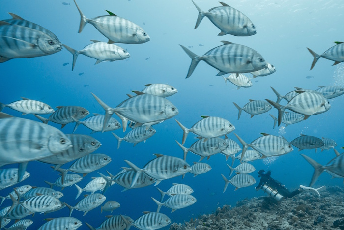 クロヒラアジの群れも必見!