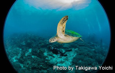 アオウミガメ