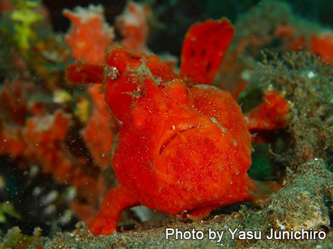 カエルアンコウの仲間