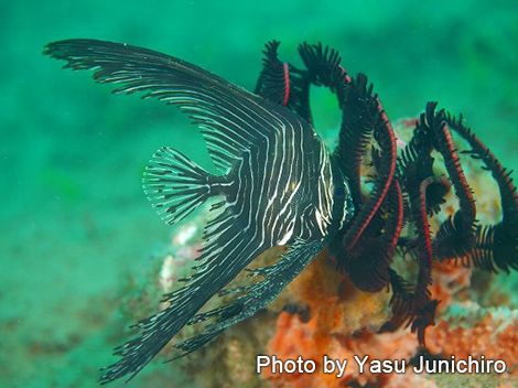 ゼブラバッドフィシュ