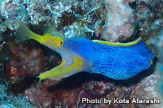 ハナヒゲウツボ