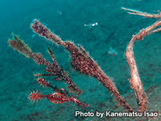 ニシキフウライウオ