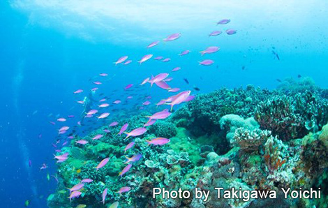 パープルビューティー