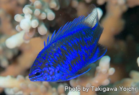 スプリングガーズダムゼル