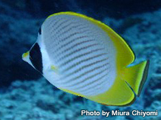 クラカエチョウチョウウオ