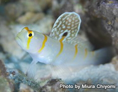 ニチロンダテハゼ