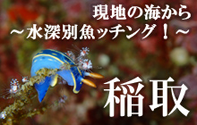 南太平洋の楽園で、ザトウクジラと泳ぐ トンガ