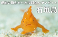 現地の海から～水深別魚ッチング！～　石垣島