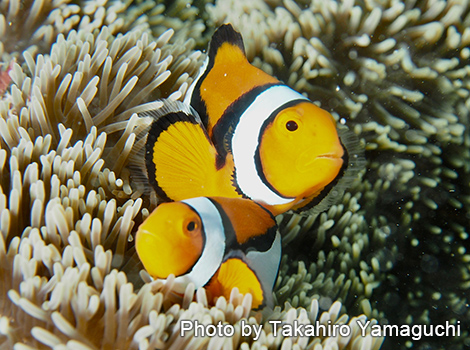 クラウンアネモネフィッシュ