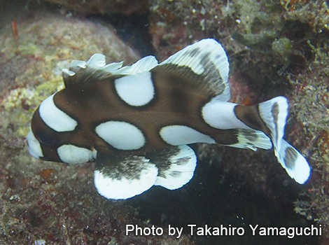 チョウチョウコショウダイの幼魚