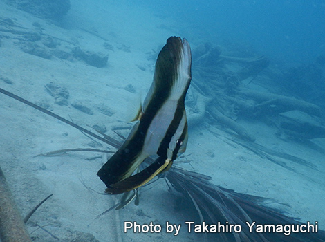 ツバメウオの幼魚・若魚