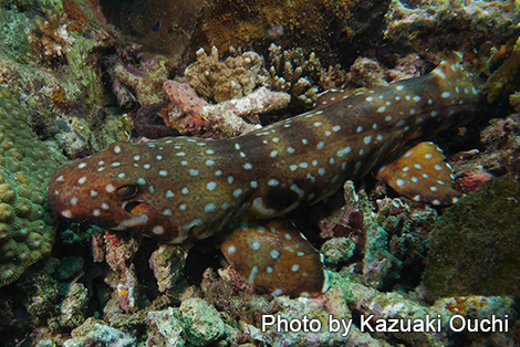 フーデッドカーペットシャーク