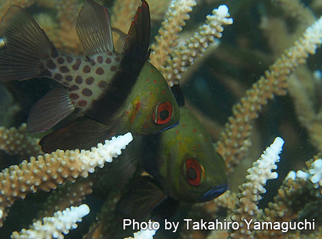 ミナミハコフグyg