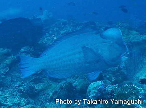 カンムリブダイ
