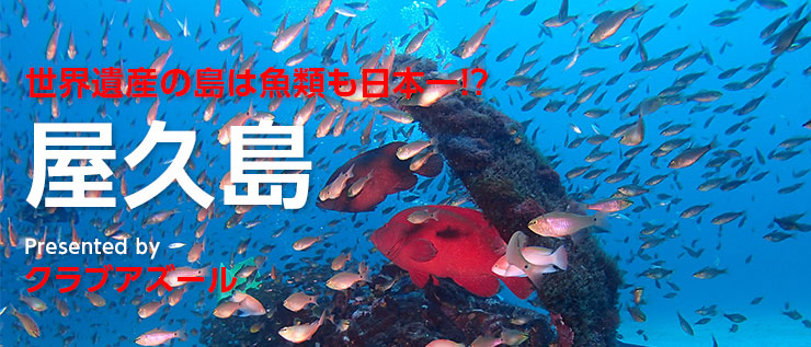 世界遺産の島は魚類も日本一!?屋久島