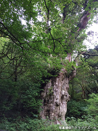 屋久島のシンボルといわれる縄文杉（縄文時代から生きている樹齢1,000年以上のヤクスギ）も観ずにはいれれない。一日ツアーでどうぞ