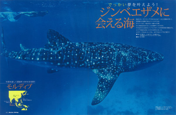 ジンベエザメに会える海