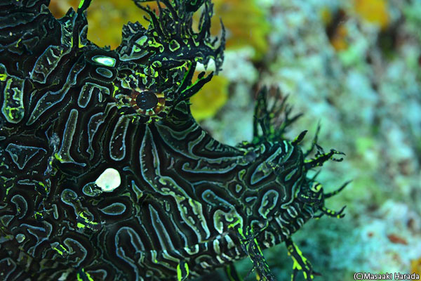 ミルンベイのとっておきの隠れがでお魚三昧!