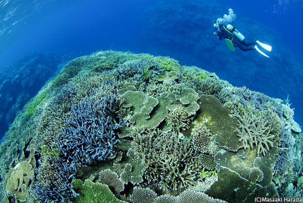 パワフルなサンゴ礁が広がる西表島「ミッドフィールド」(写真/原田雅章)