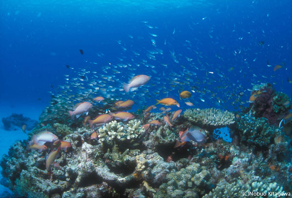 ケラマブルーの海には魚たちのオアシスがいっぱい!「宇論の崎(ウルノサチ)」にて