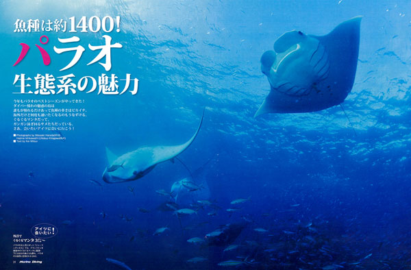 パラオ 生態系の魅力