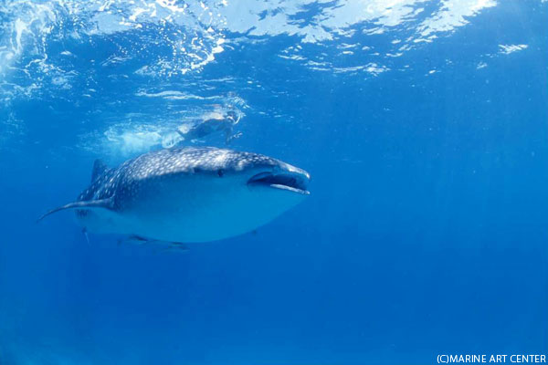 世界最大の魚類ジンベエザメだって、かなり高い確率で会える!