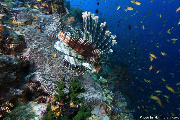 新しいダイビングエリアとして注目されているサウスレイテ。目の前のリーフには極彩色の生き物が湧き上がるように生息